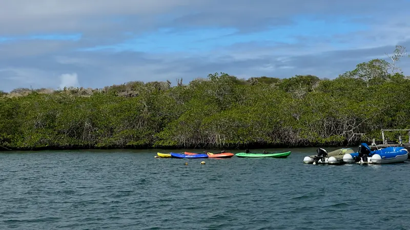 Kayaks on the water beside mangroves on Santa Cruz