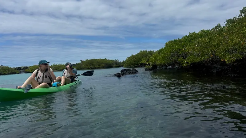Kayakers beside mangroves and lava on Isabela