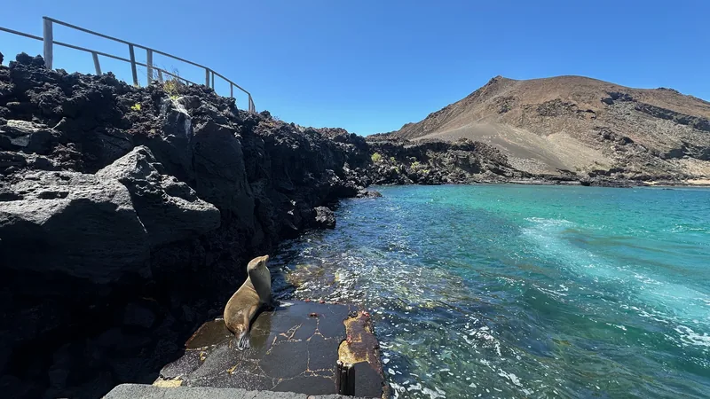 A sea lion beside landing steps and turquoise water on Bartolomé