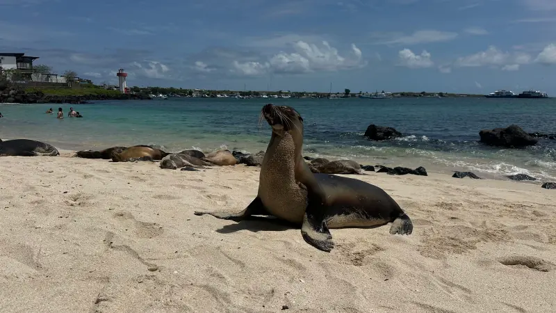 A sea lion resting upright on the sand beside other sea lions and turquoise water in Galápagos