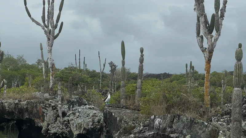 Formações de lava, cactos e piscinas naturais em Los Túneles, Isabela