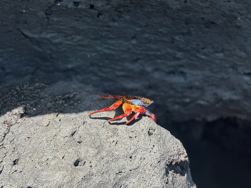 Caranguejo vermelho e laranja sobre uma rocha vulcânica junto ao mar