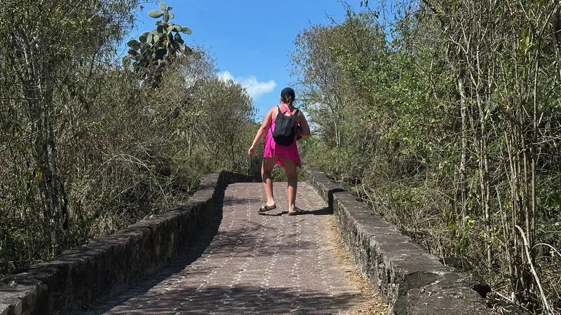 Viajante visto de costas em um caminho arborizado em Santa Cruz