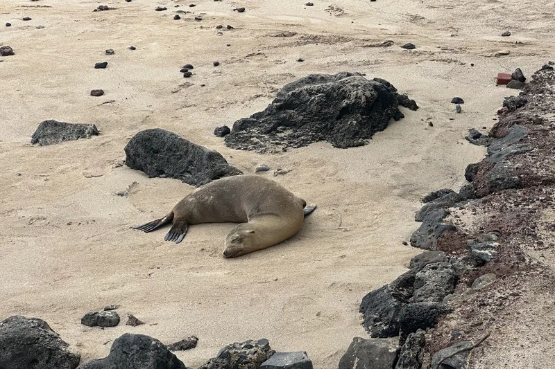A sea lion resting on sand among dark volcanic rocks in Galapagos