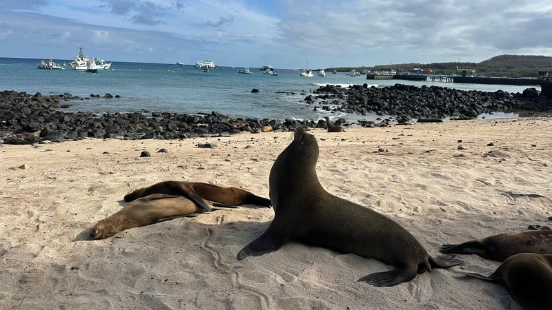 Lobos marinos descansando en una playa junto a rocas volcánicas y barcos en San Cristóbal