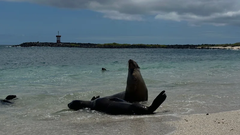 Sea lions at the shoreline of Punta Carola on San Cristóbal Island