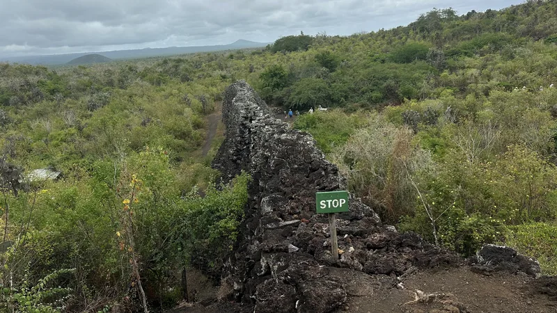 Volcanic rock and vegetation beside a walking route on Isabela