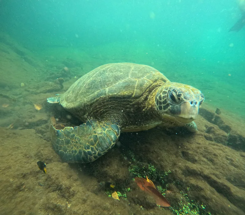 Sea turtle swimming above a rocky seabed during a Galapagos snorkeling outing
