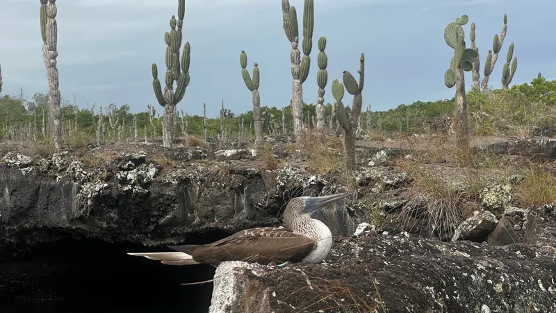 Blue-footed booby beside a lava arch and cactus on Isabela