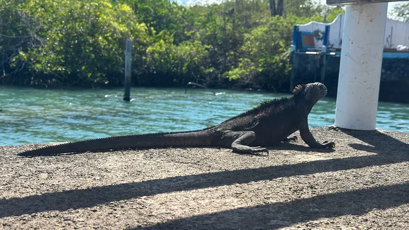 Iguana marina junto al agua y los manglares de Santa Cruz