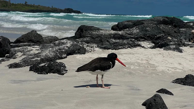 Oystercatcher on the sand beside lava rocks at Tortuga Bay